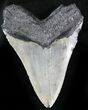 Bargain Megalodon Tooth - North Carolina #28832-2